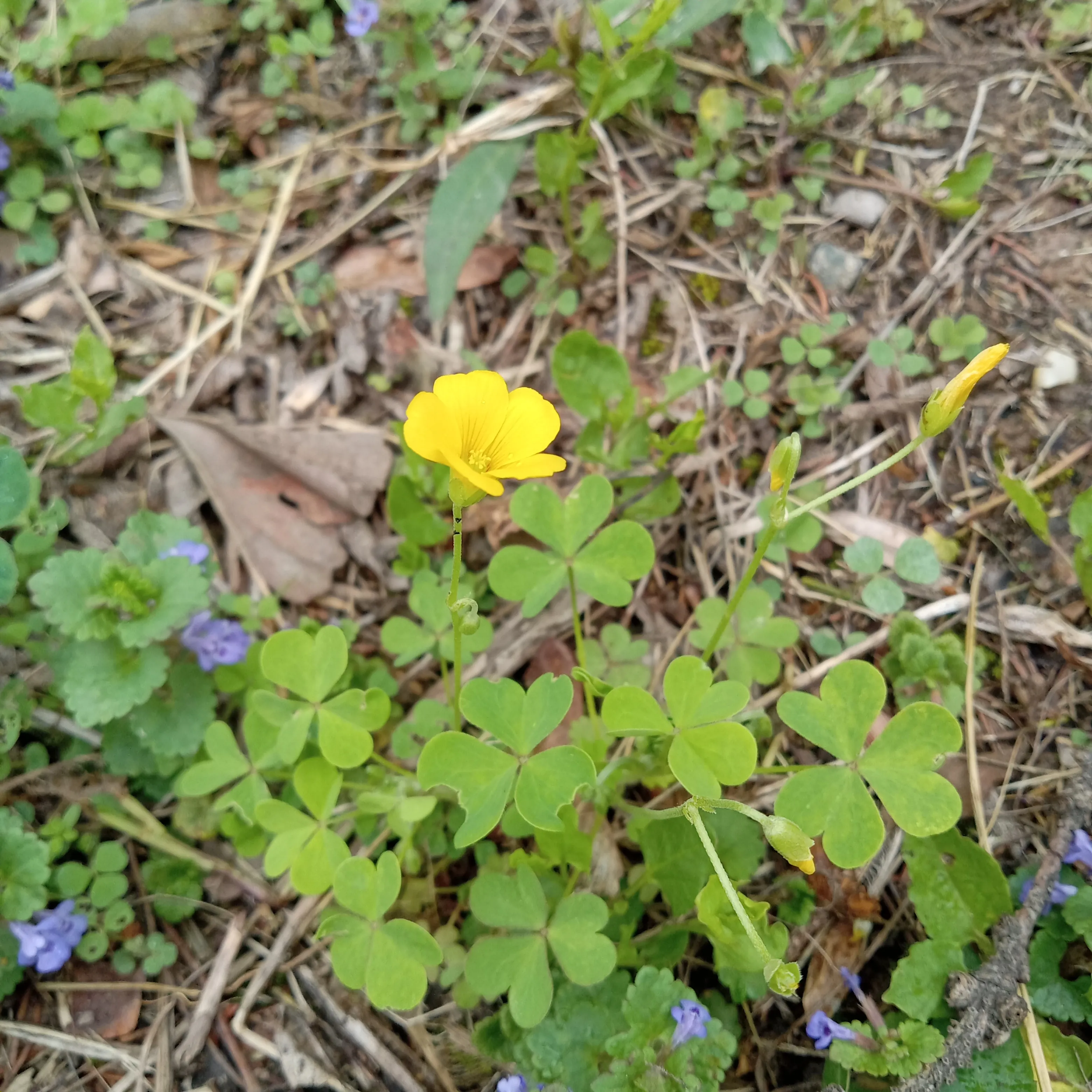 A common yellow woodsorrel flower, a small clover-like plant with a yellow flower with five petals.