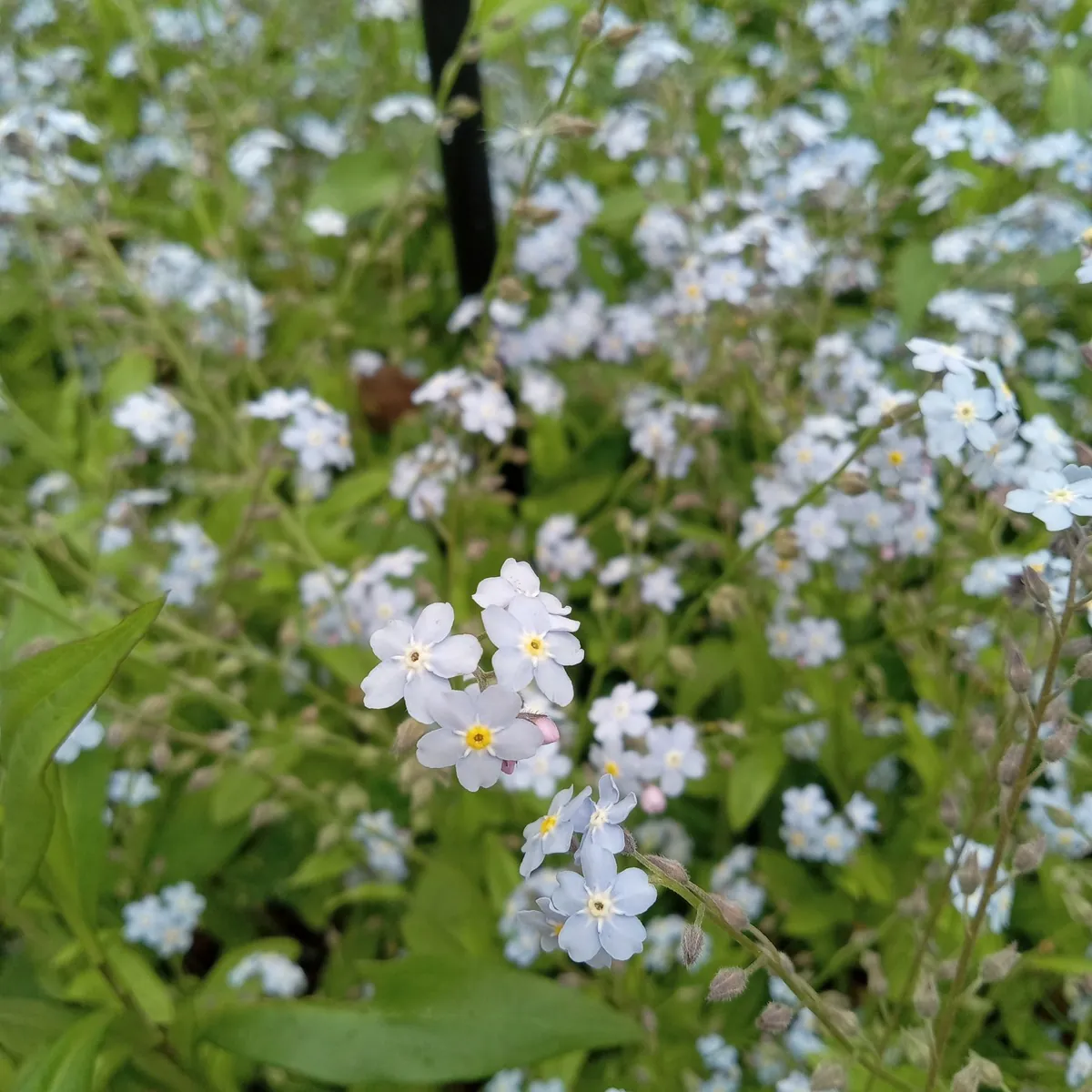 A colony of forget-me-nots, a small flowering plants with its flowers characterized by five light-blue petals and a yellow pistils.