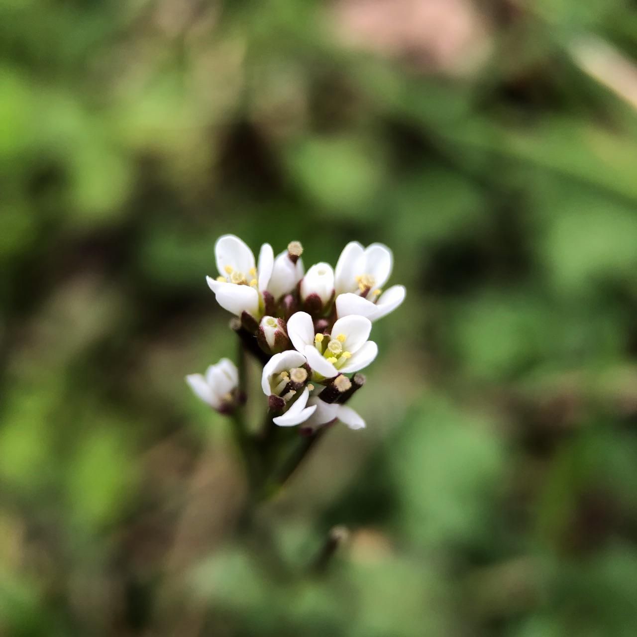 A small, white flower, photographed on an iPhone.