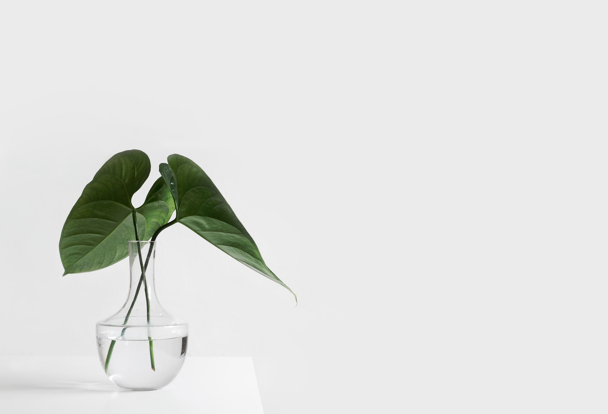 Plant in a glass jar in a corner in an otherwise white, minimal backdrop.