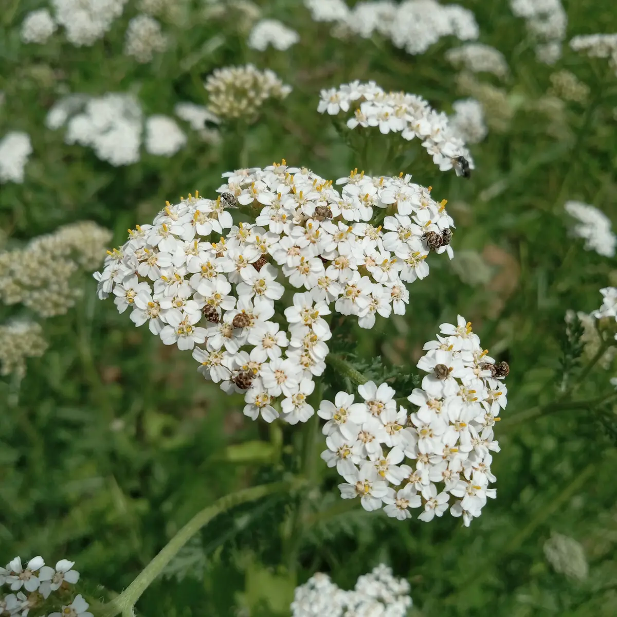 A colony of bloomiong common yarrows, with its many small white flowers, and some dozens of ladybugs and in the background, a fly.
